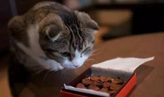 狸花猫能吃巧克力吗